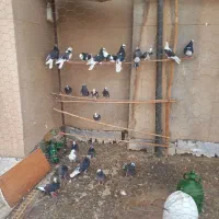 کبوتر فروشی فوری|پرنده|فشاپویه, |دیوار