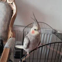 عروس هلندی|پرنده|چهاردانگه (تهران), |دیوار