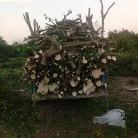 خریدو قطع چوب پرتغال  و صنوبر و خرید ریشه مرکبات