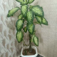 گل دیفن باخیا|گل و گیاه طبیعی|ایلام, |دیوار