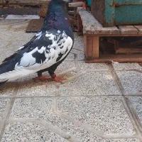 کفتر سینه سیاه نر قندور تهرانی