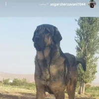 این سگ گم شده است