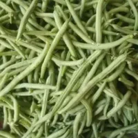 لوبیا سبز تر وتازه هرروز موجوده