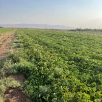 زمین ۱۰۰۰۰متر مناسب سرمایه‌گذاری و کشاورزی