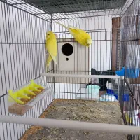 مرغ عشق انگلیسی|پرنده|پیرانشهر, |دیوار