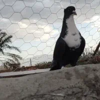 ریش کلایی نر