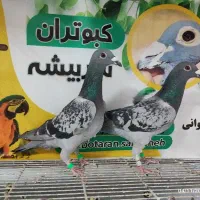 کبوتر شهرستانی|پرنده|سربیشه, |دیوار