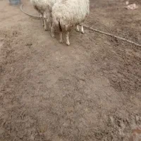 میش بره دار|حیوانات مزرعه|شیروان (خراسان), |دیوار