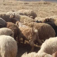 بزغاله نر جوان|حیوانات مزرعه|فیروزآباد, |دیوار