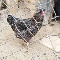 خروس کاکلی|حیوانات مزرعه|معصومیه, |دیوار