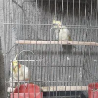 عروس هلندی مولد لوتینو والبینو