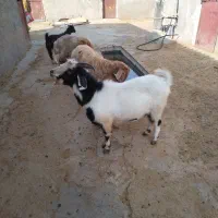 دوتابزغاله (تکه) دوتابره نراصل مغان ییلاق