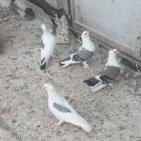 کبوتر بوشهری