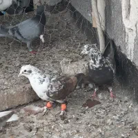 سوسکی کله سفید