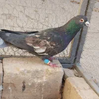 کفتر پرنده|پرنده|قزوین, |دیوار