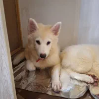 دوتا توله سگ هاسکی سامویید نروماده