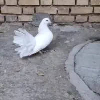 دم چتر|پرنده|خانمیرزا, |دیوار