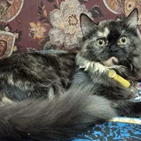 فروش گربه
