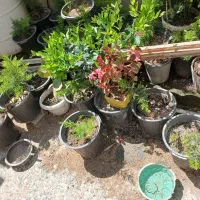 فروش درختچه لاوسون