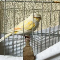 قناری نروماده|پرنده|تهران, جیحون|دیوار