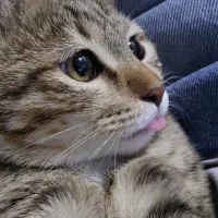 واگذاری رایگان گربه