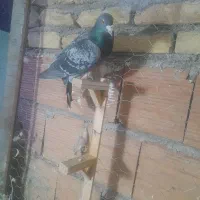 سبز نر صید|پرنده|بجنورد, |دیوار