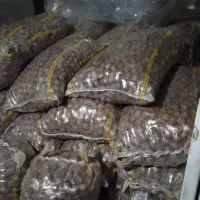 فروش فوری گردو