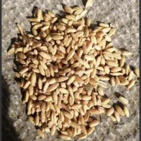 گندم دیم درجه ۱