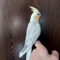 عروس هلندی گل باقالی نر|پرنده|گلستان (تهران), |دیوار