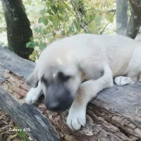 سگ پژدر|سگ|آمل, |دیوار