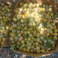 آلو خوانساری درجه یک