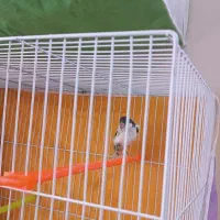 قناری نروماده|پرنده|مشهد, گاز|دیوار