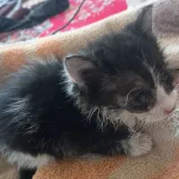 پناهگاه امن برای گربه آسیب دیده|گربه|بروجرد, |دیوار