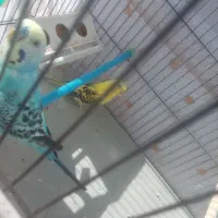 یک جفت مرغ عشق به فروش میرسد|پرنده|تبریز, |دیوار