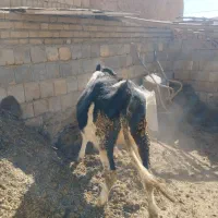 گوساله هلشتایین ماده|حیوانات مزرعه|سنندج, |دیوار