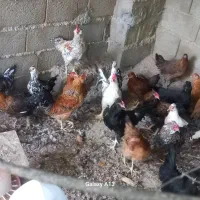 جوجه گلین ۴ ماهه