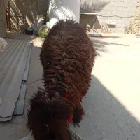 کهره نروماده بره نر