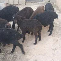 بره علف خور  سنگین و سرحال