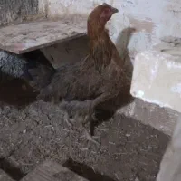 ۳عدد مرغ تخم گذار دانه ۴۰۰ تومان|حیوانات مزرعه|مشهد, سجادیه|دیوار