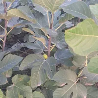 فروش نهال انجیر زعفرانی گلوگاه تضمینی|گل و گیاه طبیعی|گلوگاه, |دیوار