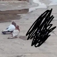 نرماده قلدور هوایی|پرنده|پائین جام, |دیوار