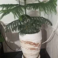 گل طبیعی و چراغ دوچرخه