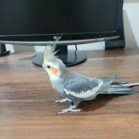 عروس هلندی نر