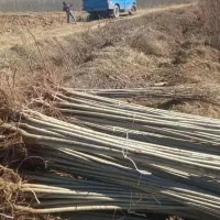 نهال صنوبرنیگرا