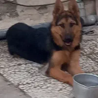 سگ ژرمن شپهرد