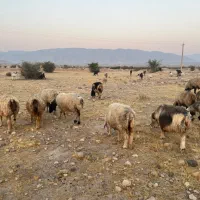 فروش 56 راس میش ترکی بختیاری  گوسفند داشتی ابستن|حیوانات مزرعه|جره و بالاده, |دیوار