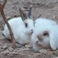 یک جفت خرگوش