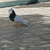 کفتر یا کبوتر