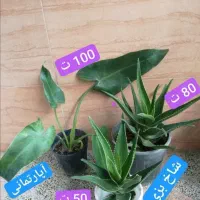 گل های آپارتمانی|گل و گیاه طبیعی|قدس, شهرقدس|دیوار