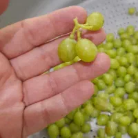 آبغوره طبیعی درجه یک